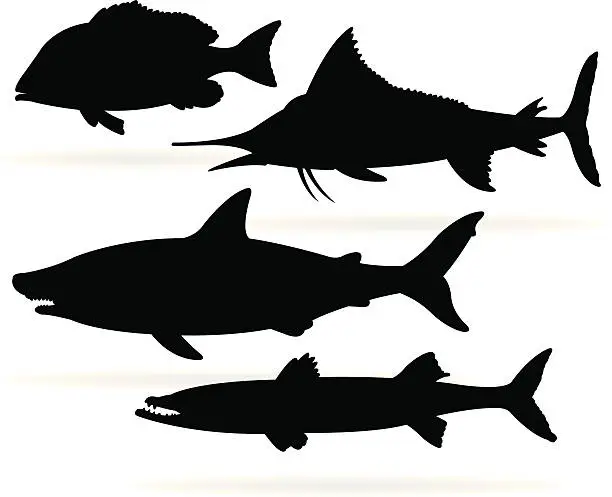 Vector illustration of Saltwater Fish - Shark, Marlin, Barracuda, Snapper