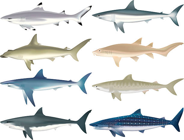 Shark Species Illustrations of multiple shark species. File is organized into layers. tiger shark stock illustrations