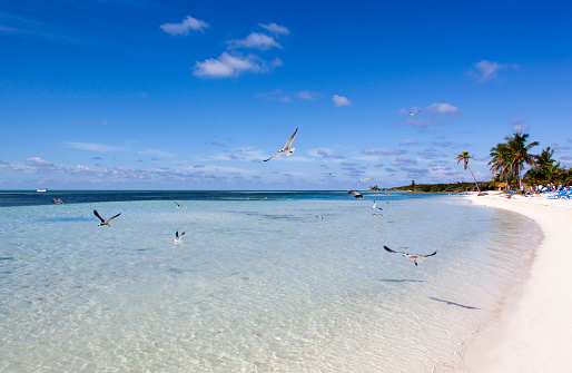 Seagulls flying over sandy beach on Little Stirrup Cay tourist island (Bahamas).