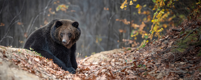 Bear in autumn forest. Ursus arctos, fall colours. Dangerous animal in natural habitat. Wildlife scene