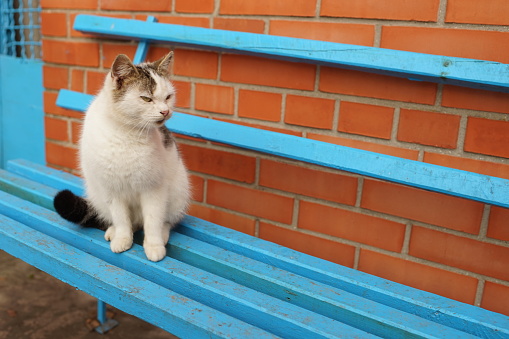 white spotted cat resting on the blue wooden bench.