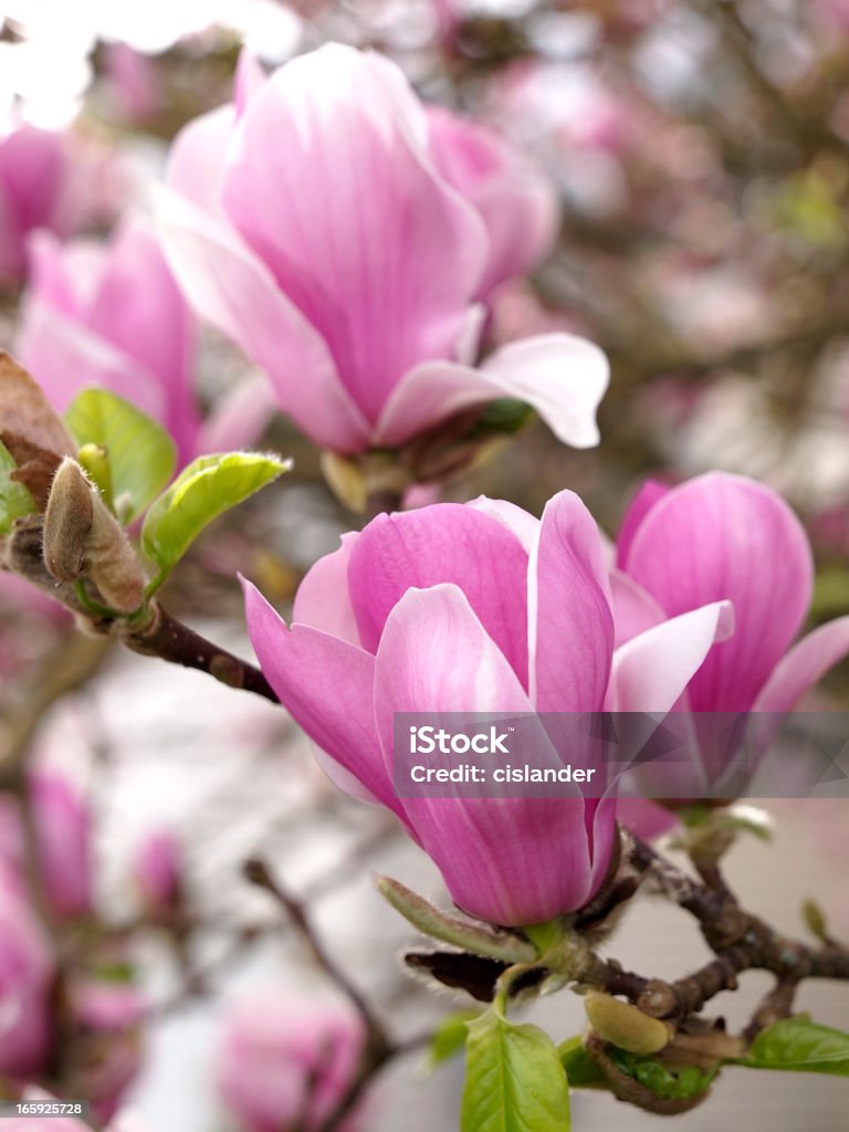 Magnolia kwiatów w Oregon - Zbiór zdjęć royalty-free (Magnolia)