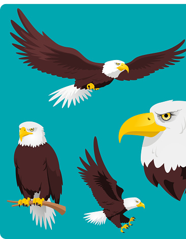 Bald Eagle in four different situations like, Flying Eagle, Perching Eagle, Landing and Eagle Head vector cartoon collection.