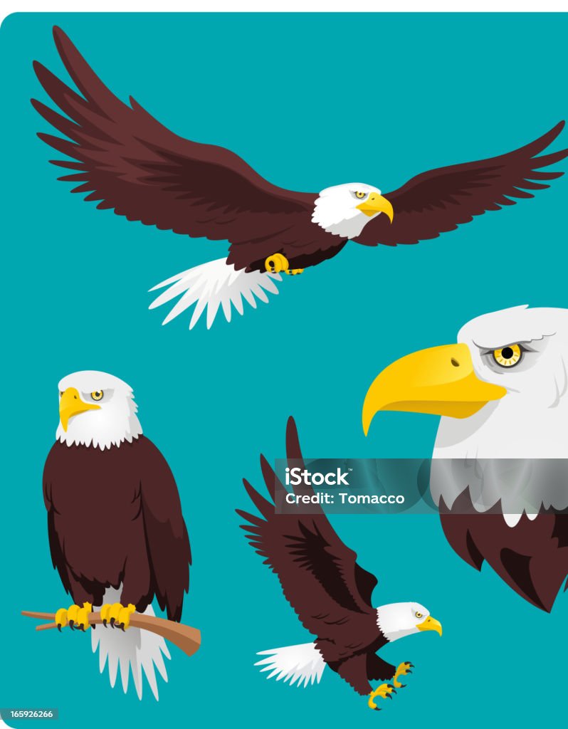 Bald Eagle Flying Perching Landing and Head Bald Eagle in four different situations like, Flying Eagle, Perching Eagle, Landing and Eagle Head vector cartoon collection. Eagle - Bird stock vector