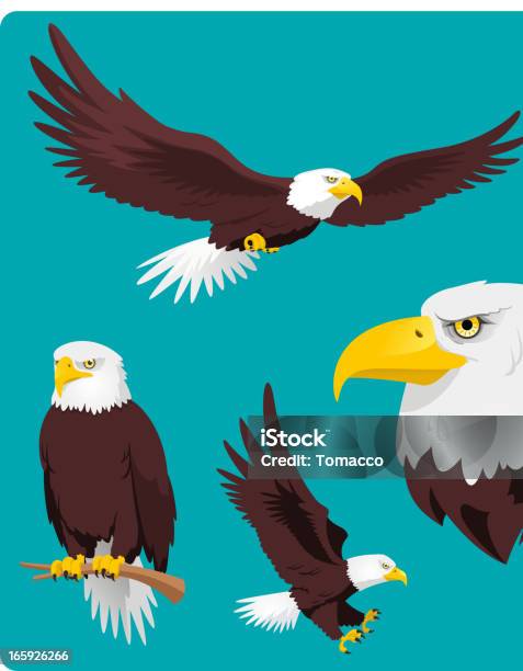 Bald Eagle Flying Perching Landing And Head Stock Illustration - Download Image Now - Eagle - Bird, Flying, Hawk - Bird