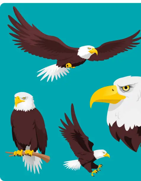 Vector illustration of Bald Eagle Flying Perching Landing and Head