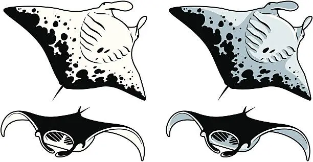 Vector illustration of Manta Ray Shark