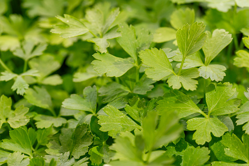 Parsley outdoors in the garden
