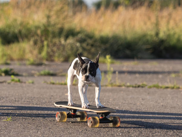 istock Cute puppy riding a skateboard. Clear, sun day 1659272942