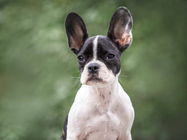 istock Cute puppy walks in a meadow on green grass 1659274041