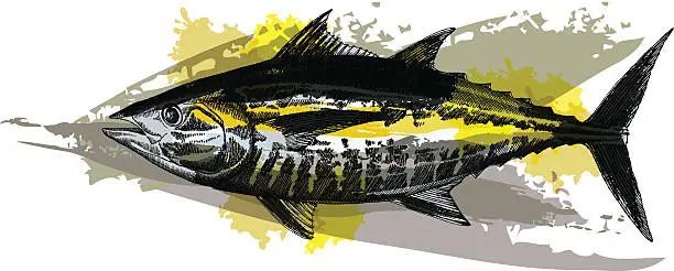 Vector illustration of Blackfin Tuna