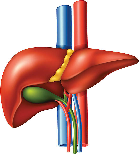 Liver Liver. High Resolution JPG,CS5 AI and Illustrator EPS 8 included. Each element is grouped and layered separately. animal liver stock illustrations