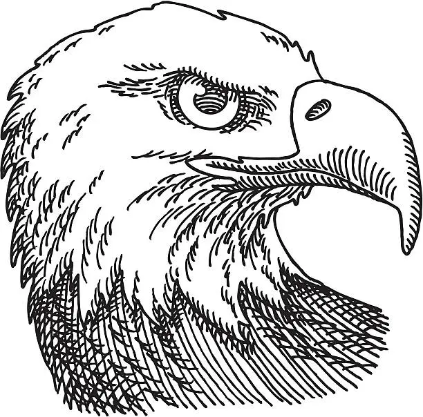 Vector illustration of Bald Eagle Head Drawing