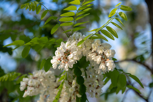 The white flowers of Robinia pseudoacacia or Black Locust False Acacia at a park in Athens, Greece.