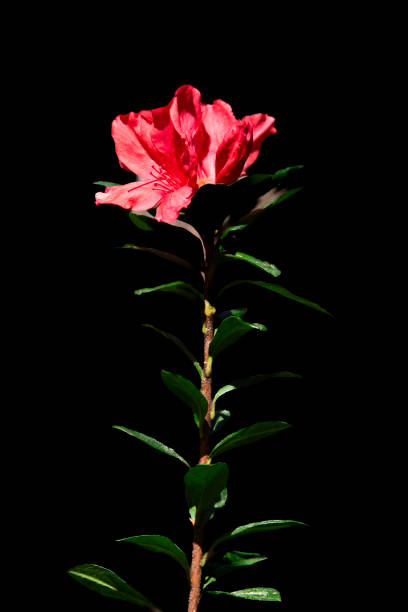 Long stem azalea flower, dark green leaves on a black background