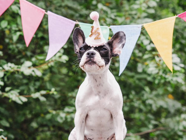 istock Cute puppy, stretched holiday flags and green trees 1659279681