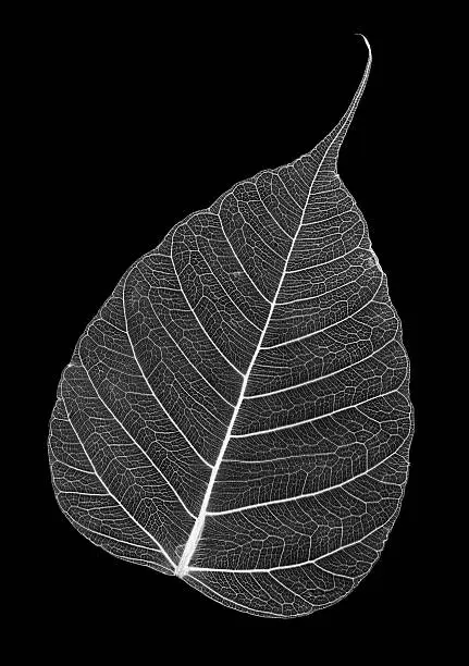 Fragile and beautiful skeleton of a leaf in black and white.