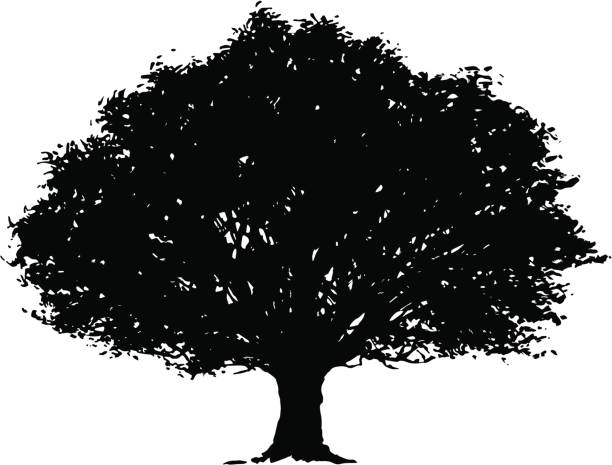 ilustraciones, imágenes clip art, dibujos animados e iconos de stock de vector silueta de árbol - english oak