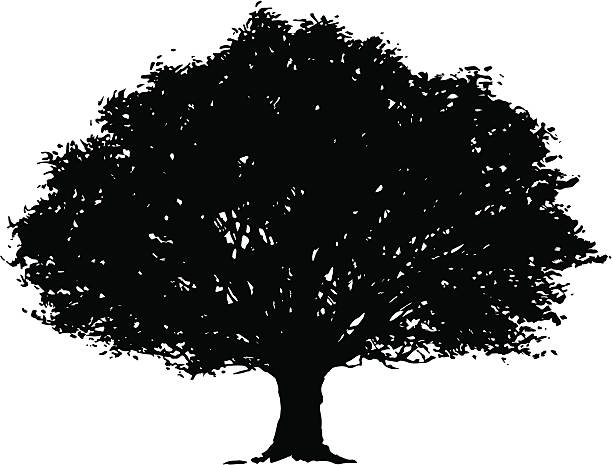 ilustrações, clipart, desenhos animados e ícones de vetor silhueta de árvore - english oak