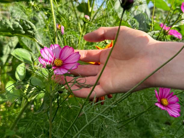 istock Beautiful flower in the garden 1659291871