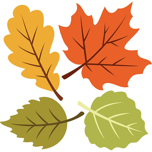 stockillustraties, clipart, cartoons en iconen met vector illustration of four autumn leaves - autumn