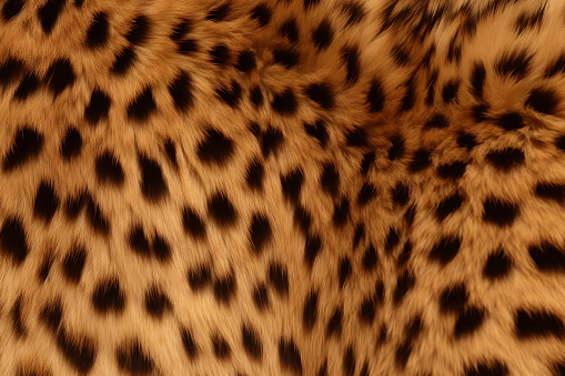 wild animal pattern background