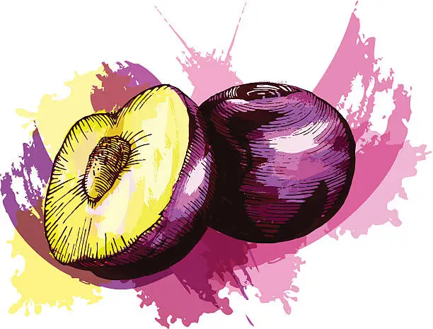 Vector illustration of Plums