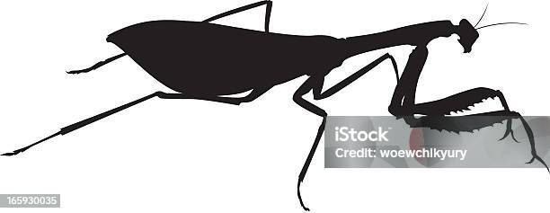 Simple Mantis Vector Mantis Vector Stock Illustration - Download Image Now - Praying Mantis ...