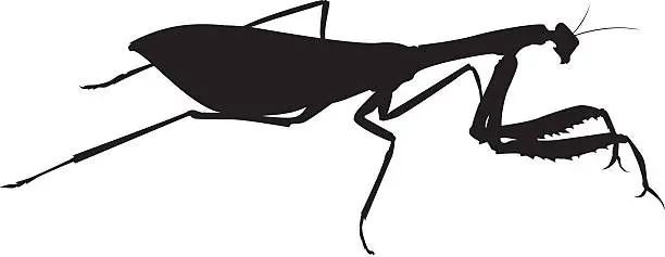 Vector illustration of Mantis vector