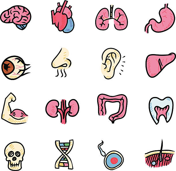 ilustraciones, imágenes clip art, dibujos animados e iconos de stock de icono de órganos - pencil drawing drawing anatomy human bone