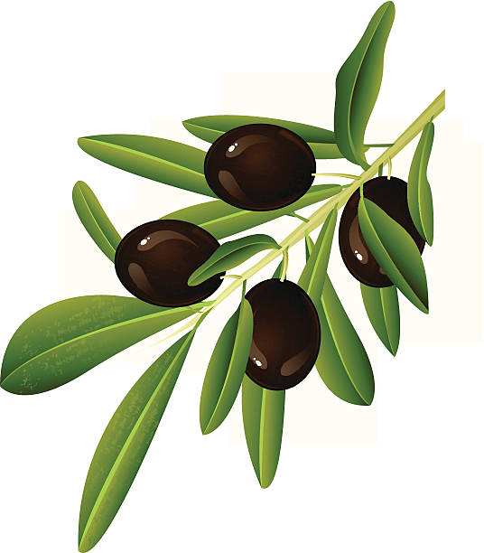 ilustrações, clipart, desenhos animados e ícones de preto olive branch - black olive