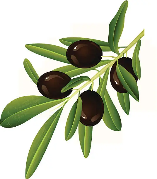 Vector illustration of Black Olive Branch