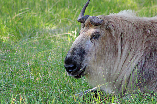 Animals in an open zoo in Ohio, USA - The Wilds - Budorcas taxicolor tibetana - Sichuan Takin- goat/antelope species
