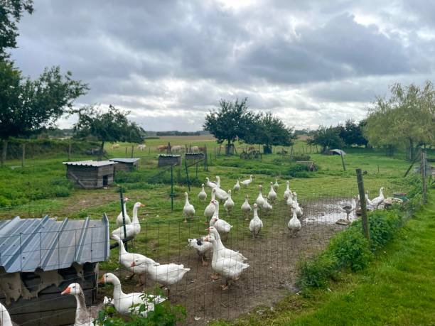 istock A flock of Geese. 1659315290