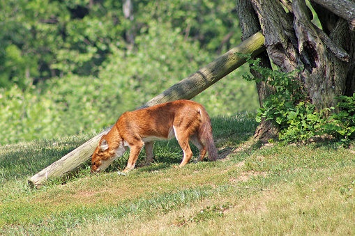 Animals in an open zoo in Ohio, USA - The Wilds - Cuon alpinus - Asiatic Wild Dog  - Dhole