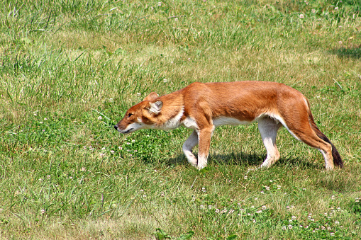 Animals in an open zoo in Ohio, USA - The Wilds - Cuon alpinus - Asiatic Wild Dog  - Dhole