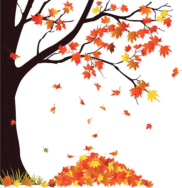 ilustraciones, imágenes clip art, dibujos animados e iconos de stock de autumn tree y pila de hojas - falling leaf tree autumn