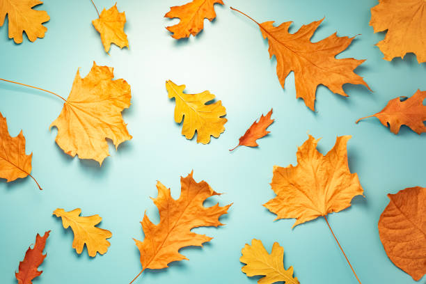 istock Red orange yellow golden leaves on blue. Autumn texture background 1659317614