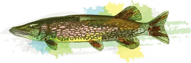 Vector illustration of Pike