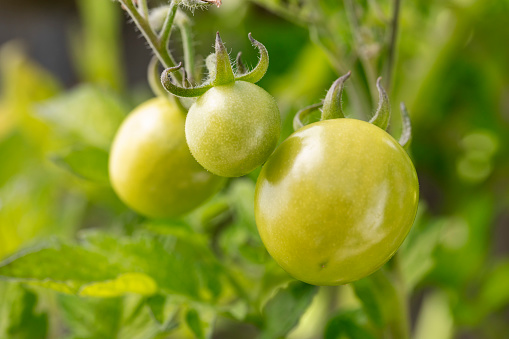 Unripe tomatoes on branch