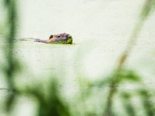 Nutria in a pond eating algue Nutria in a pond eating algue algue stock pictures, royalty-free photos & images