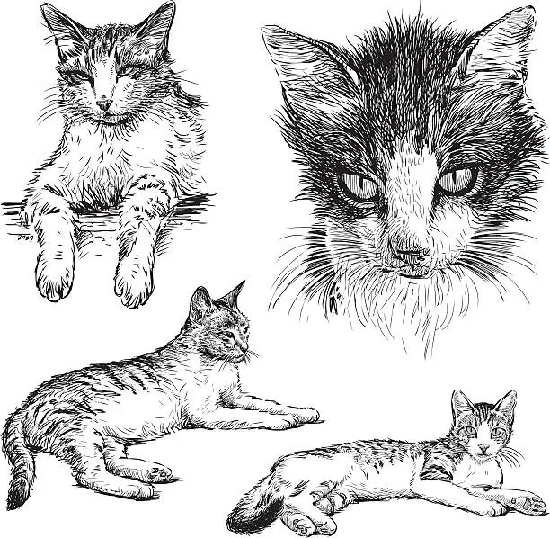 Vector illustration of pet cat