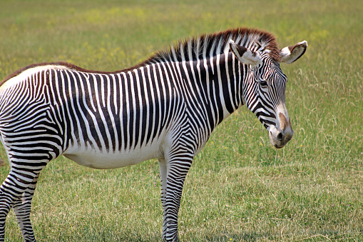 Closeup portrait of a zebra and a brown horse.
