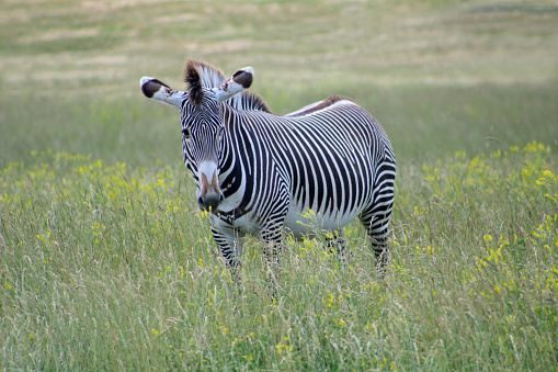 Animals in an open zoo in Ohio, USA - The Wilds - Equus grevyi - Grevy's zebra