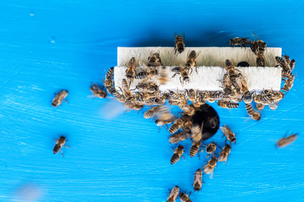 close-up of bees exiting and entering hive