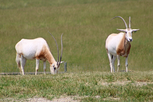 Animals in an open zoo in Ohio, USA - The Wilds - Oryx dammah - Scimitar-Horned Oryx