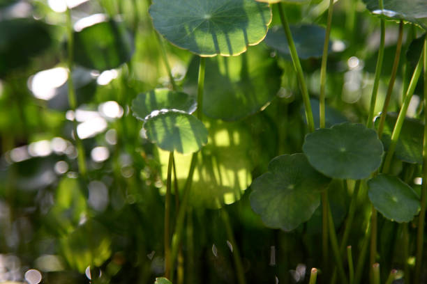 Centella asiatica or pegaga plant