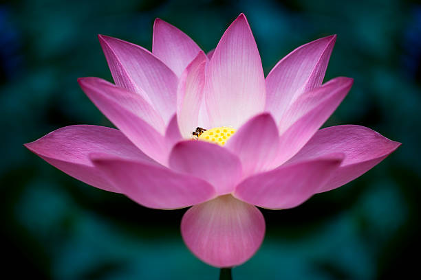 Lotus ",Lotus" – Foto