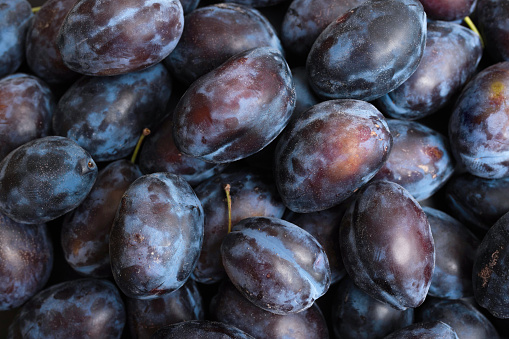 Ripe plums as background. Fresh plum harvest, Fruit background.