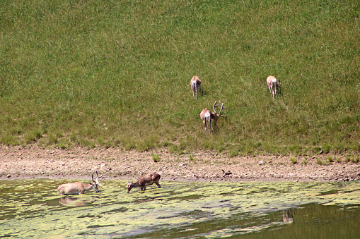 Animals in an open zoo in Ohio, USA - The Wilds - Tragelaphus oryx, Eland; and Cervus elaphus bactrianus, Bactrian Deer